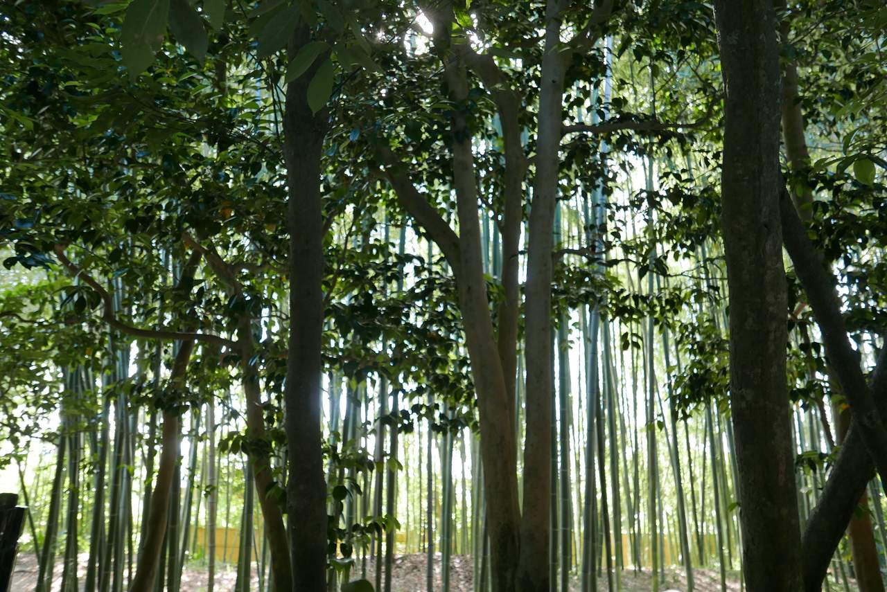 ginkaku bamboo